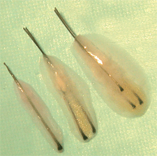 Natural occurring one, two and three hair follicular units